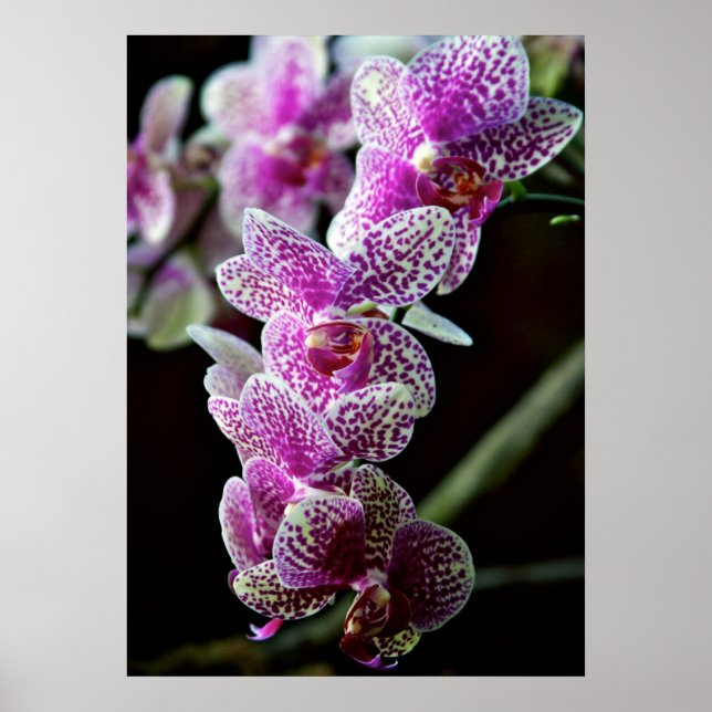 Orchidées en pourpre Poster (Devant)
