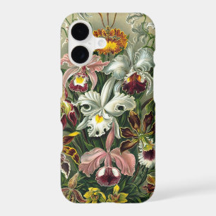 Orchidées Haeckel