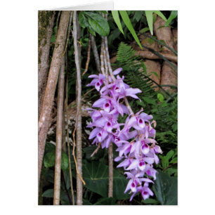 Orchidées hawaïennes de Honohono