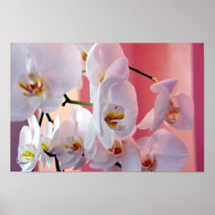 Orchidées hawaïennes Numéro Quatre Poster