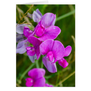 Orchidées pourpres