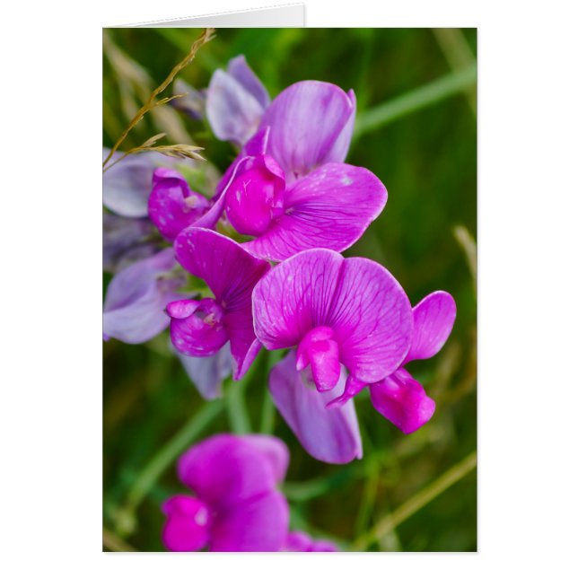 Orchidées pourpres (Devant)