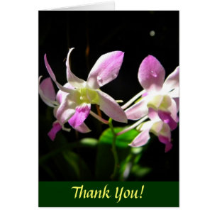 Orchidées roses