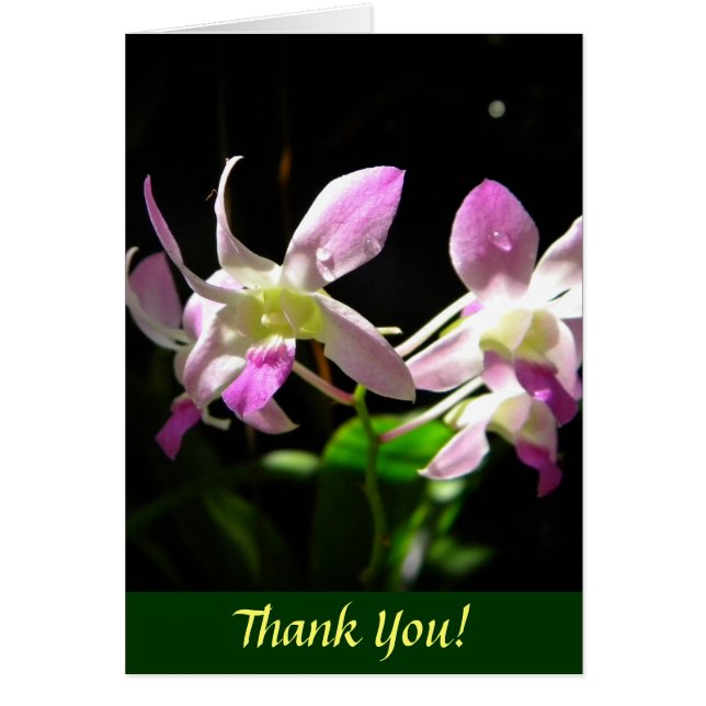 Orchidées roses (Devant)