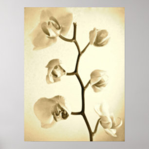 Orchidées {Sepia}   Poster