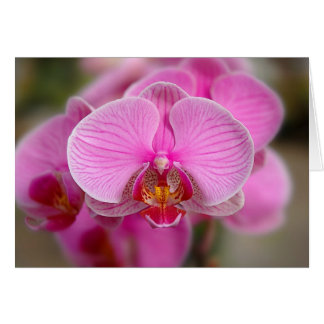 Orchidées violettes