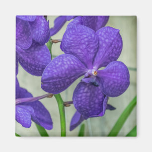 Orchidées violettes Vanda voir aimant frigo