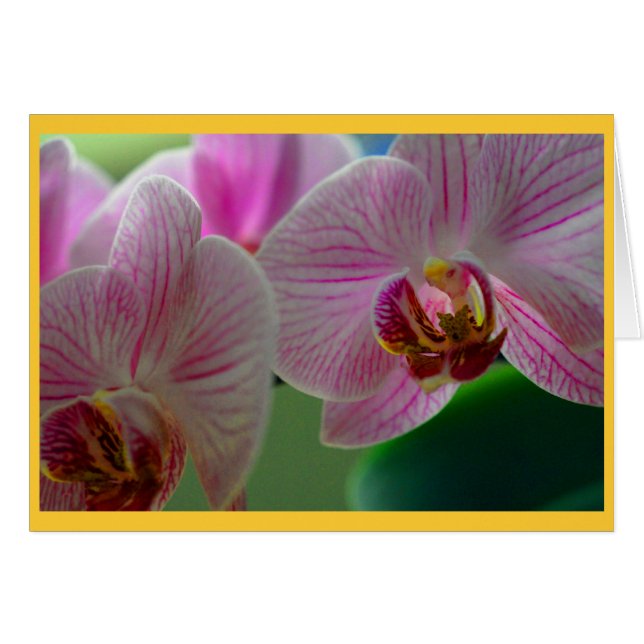 Orchids (Front Horizontal)
