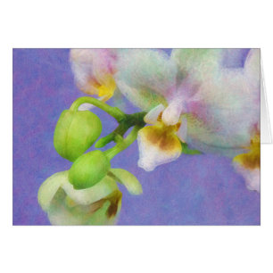 Orchids