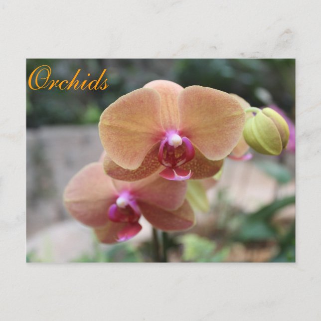 Orchids # 10 postcard (Front)