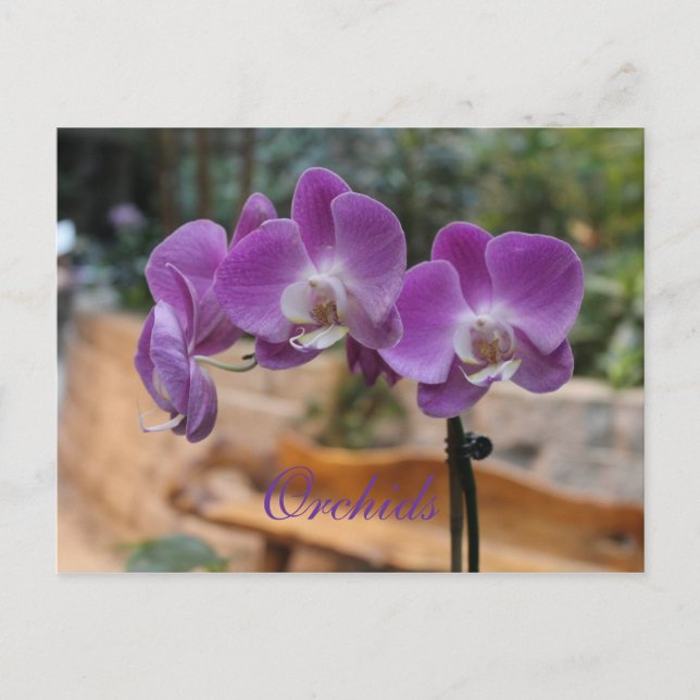 Orchids # 11 postcard (Front)
