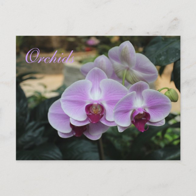 Orchids # 14 postcard (Front)