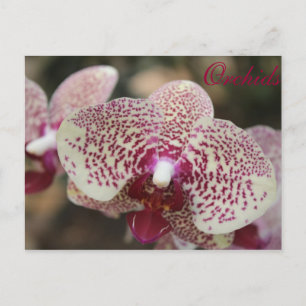 Orchids # 16 postcard