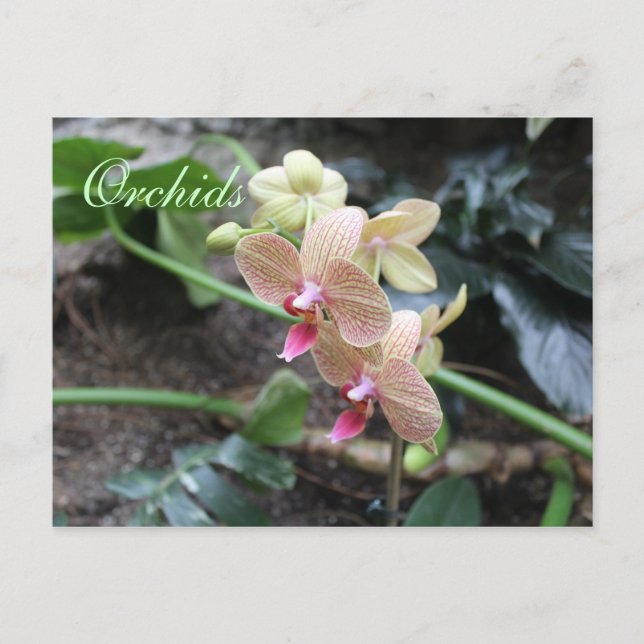 Orchids # 20 postcard (Front)
