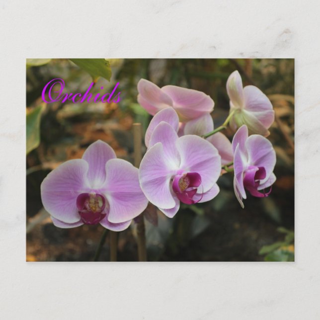 Orchids # 21 postcard (Front)
