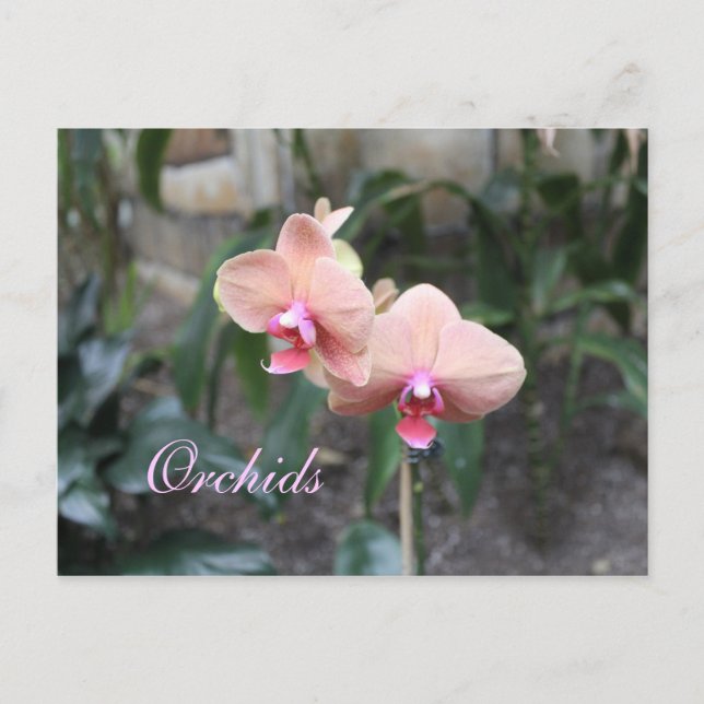 Orchids # 22 postcard (Front)