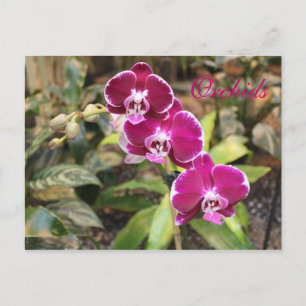Orchids # 23 postcard