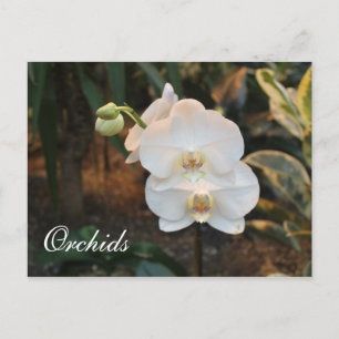 Orchids # 24 postcard