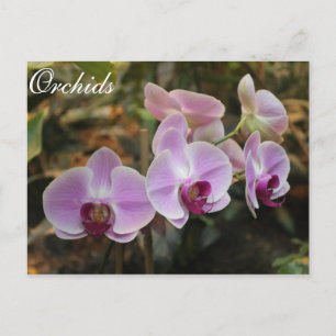 Orchids # 28 postcard