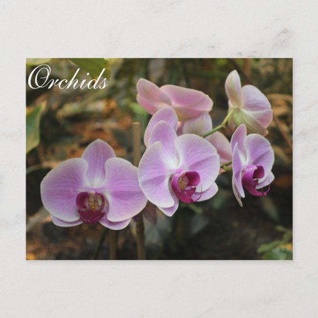 Orchids # 28 postcard (Front)