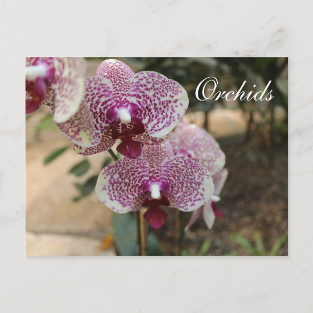 Orchids # 2 postcard (Front)