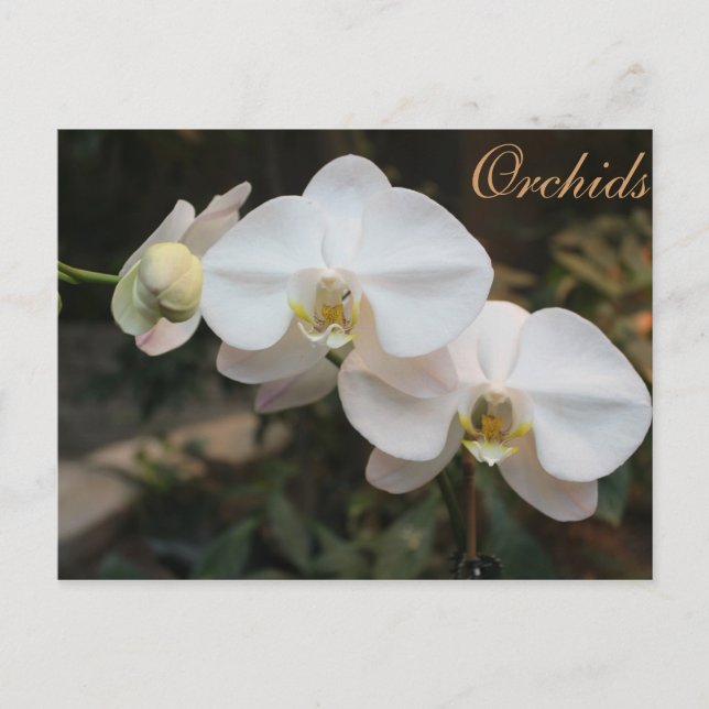 Orchids # 5 postcard (Front)