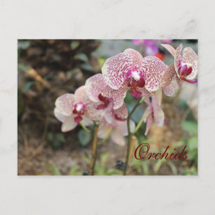 Orchids # 6 postcard
