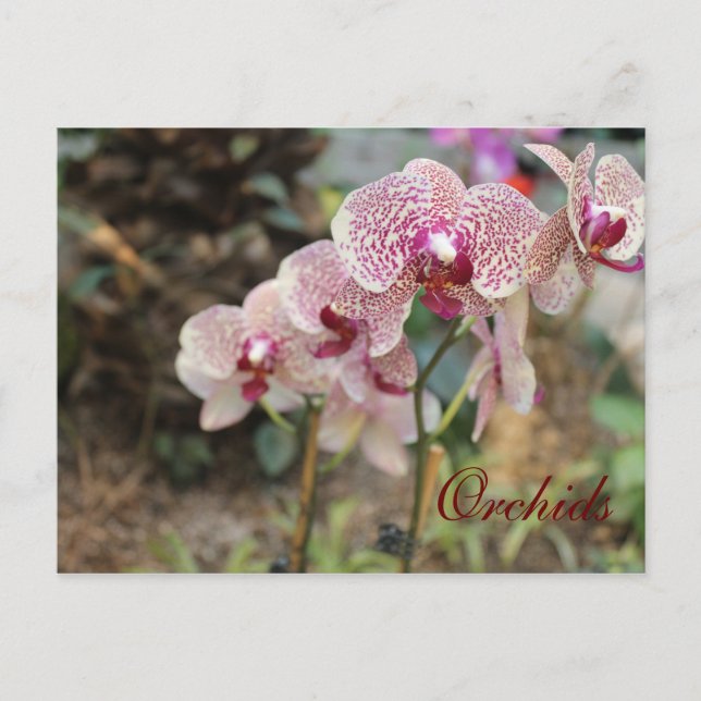 Orchids # 6 postcard (Front)