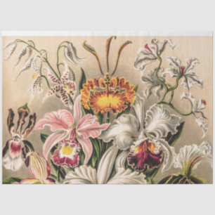 Orchids by Ernst Haeckel Decoupage Tissue Paper