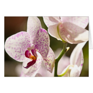 Orchids by Shirley Taylor