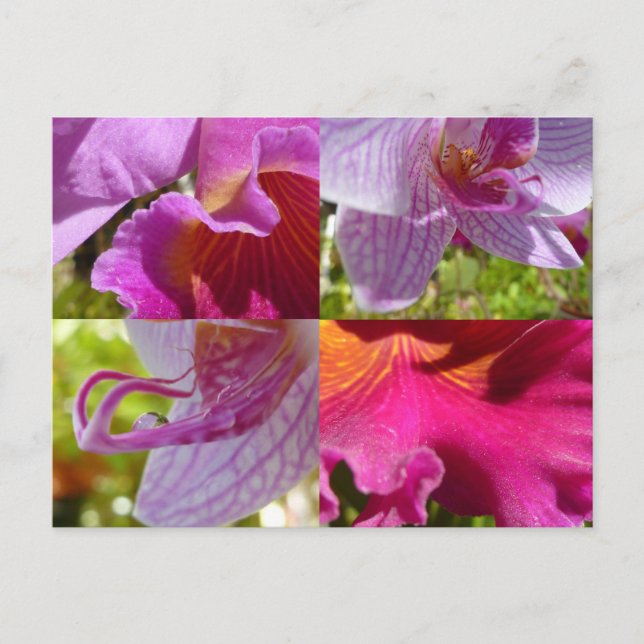 Orchids Cairns Botanic Gardens Postcard (Front)