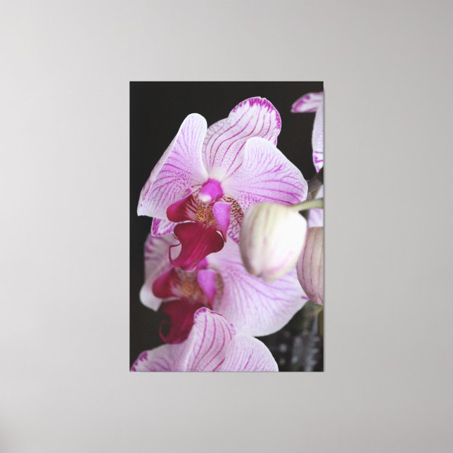 Orchids Canvas Print (Front)