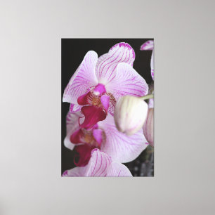 Orchids Canvas Print
