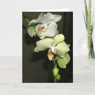Orchids Card