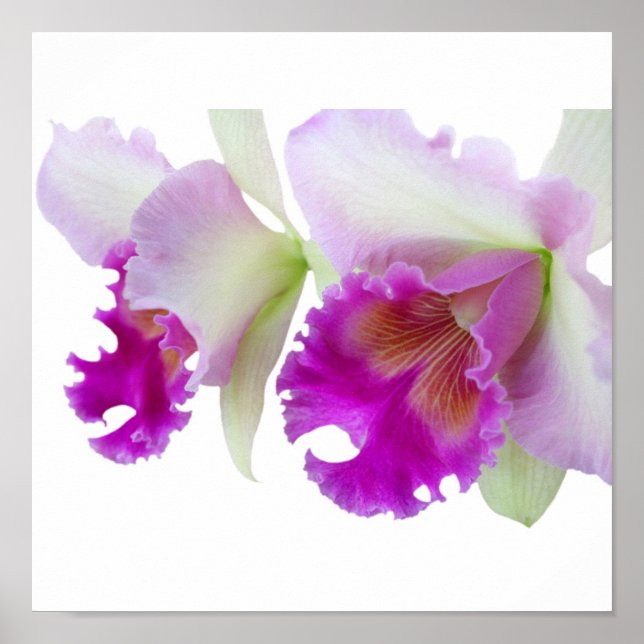 Orchids (Cattleya) Poster (Front)