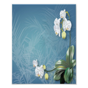 Orchids & Ferns Photo Print