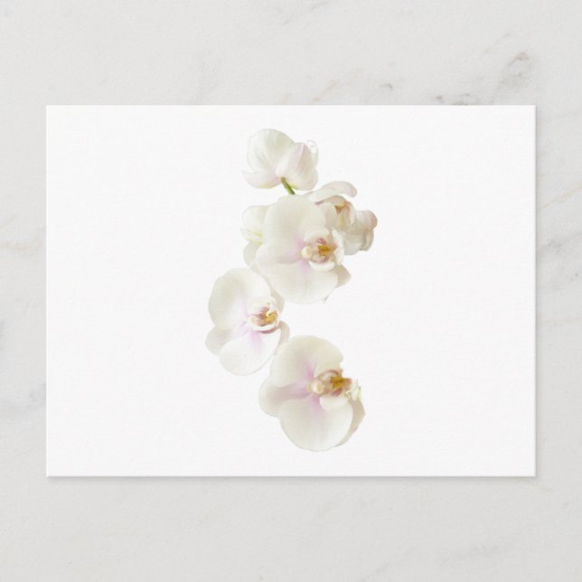 Orchids Flowers Postcard (Front)