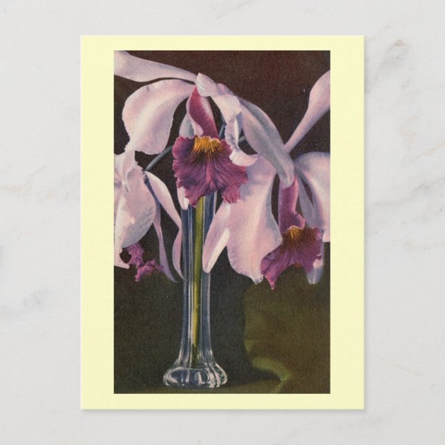 Orchids in a Vase, Vintage Postcard (Front)