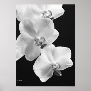 Orchids in Black and White Poster