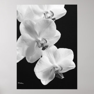 Orchids in Black and White Poster, 24X33.6 Poster