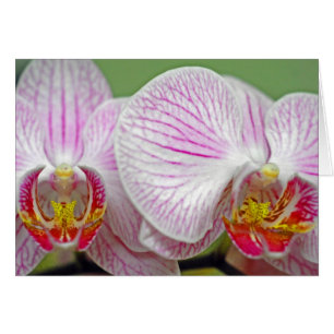 Orchids in Bloom