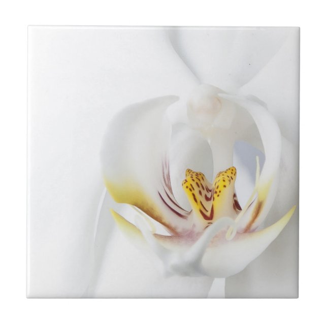 Orchids in White Tile (Front)
