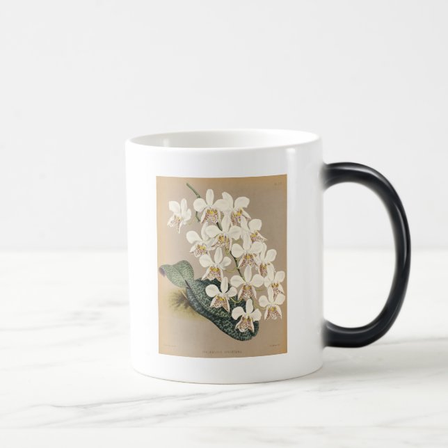 Orchids Magic Mug (Right)