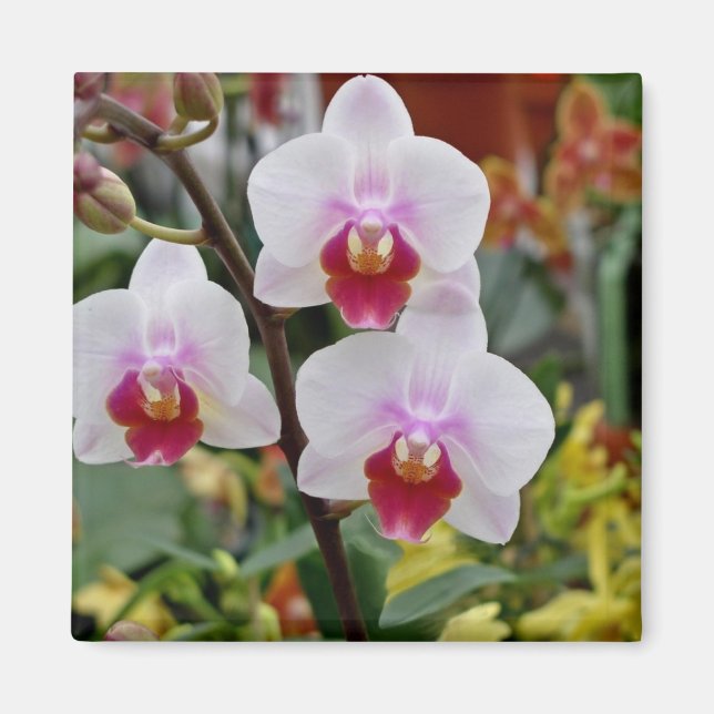 Orchids Magnet (Front)