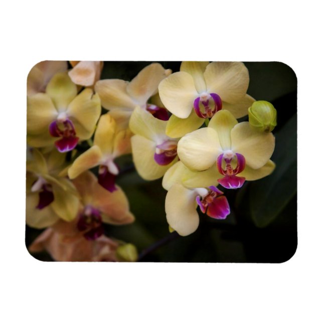 Orchids of pink and yellow magnet (Horizontal)