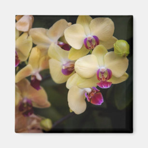 Orchids of pink and yellow magnet