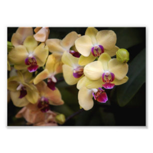 Orchids of pink and yellow photo print