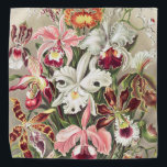 Orchids, Orchideae Denusblumen by Ernst Haeckel Bandana<br><div class="desc">Orchids,  Orchideae Denusblumen by Ernst Haeckel Bandana</div>