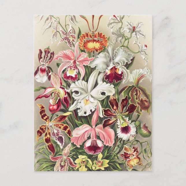 Orchids, Orchideae Denusblumen by Ernst Haeckel Postcard (Front)