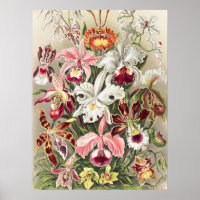 Orchids, Orchideae Denusblumen by Ernst Haeckel